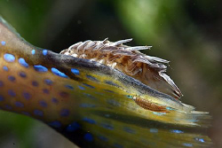 Isopods (a big one and a little one). by Miguel Cortés 